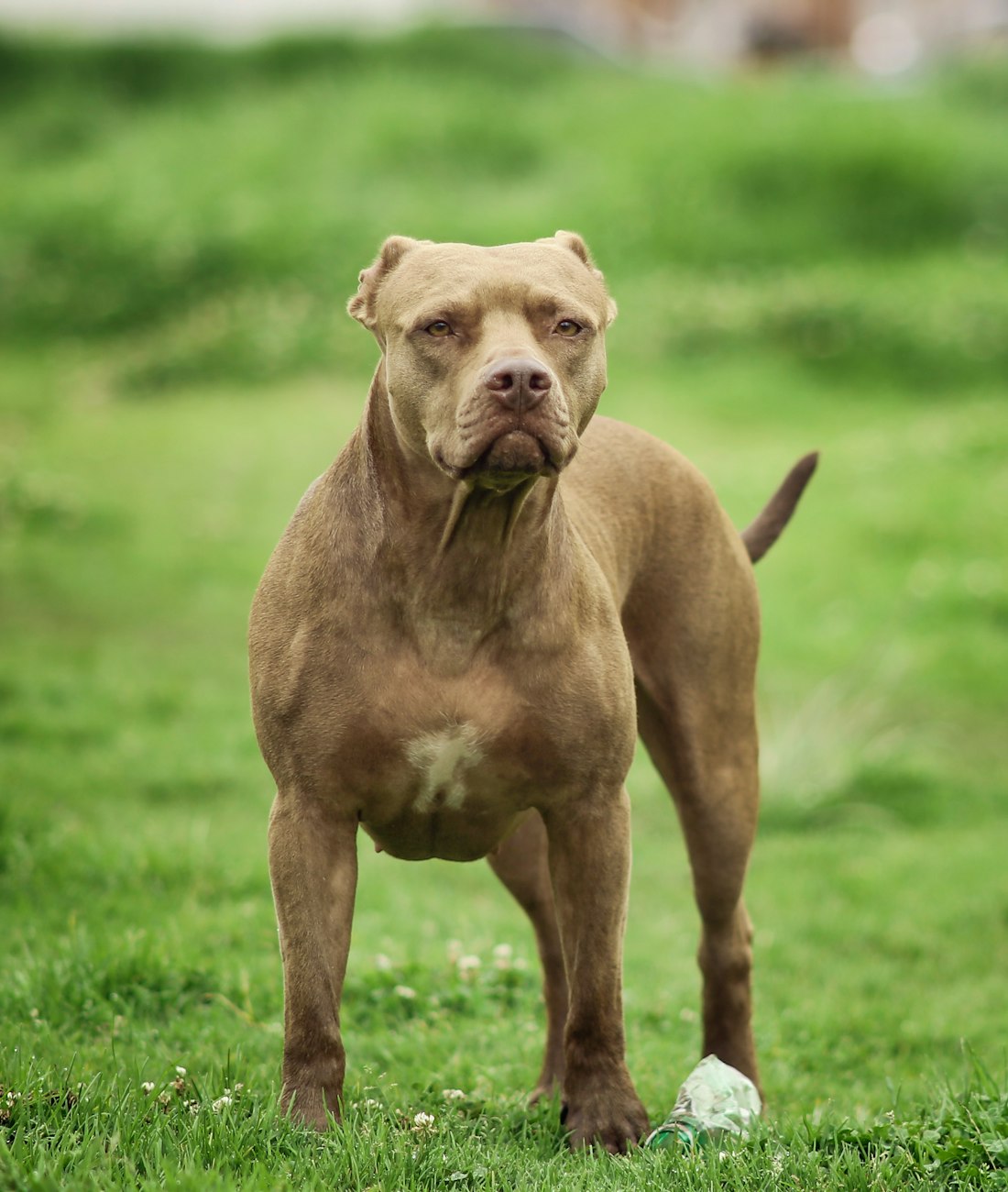 American Bully standing in show stack