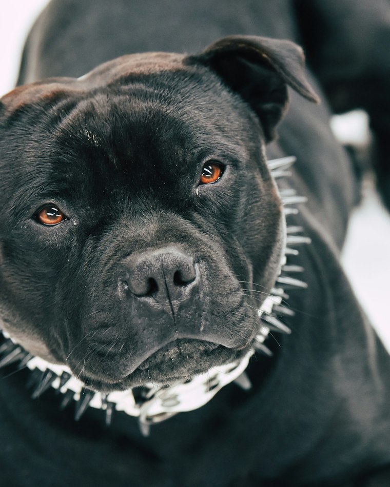 Titan — black XL American Bully stud
