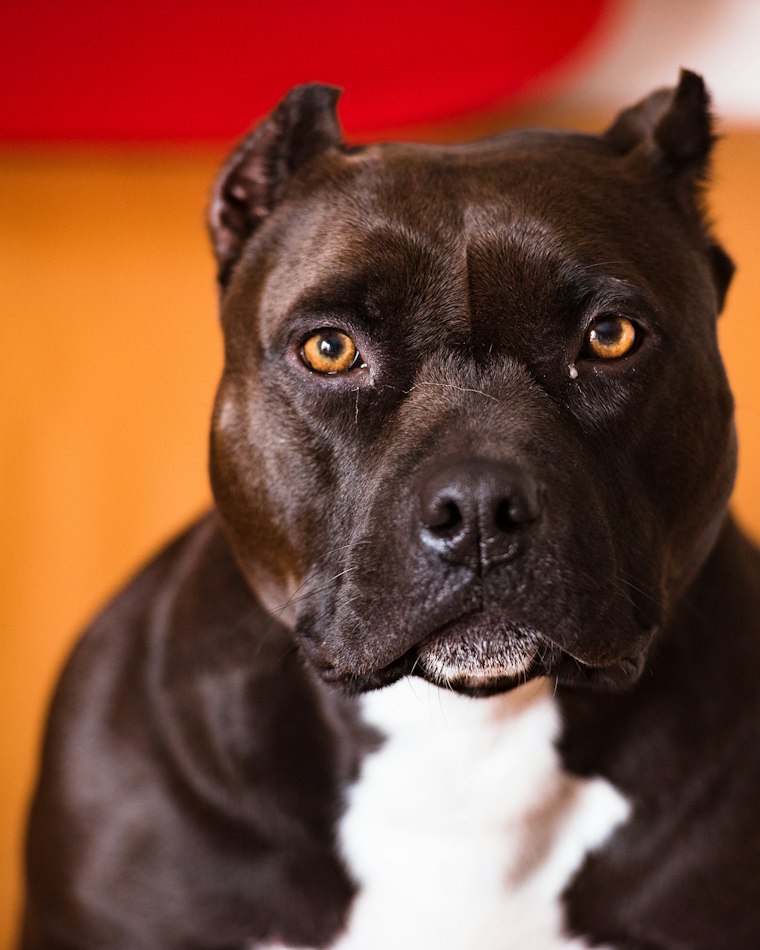 Khan — chocolate American Bully stud