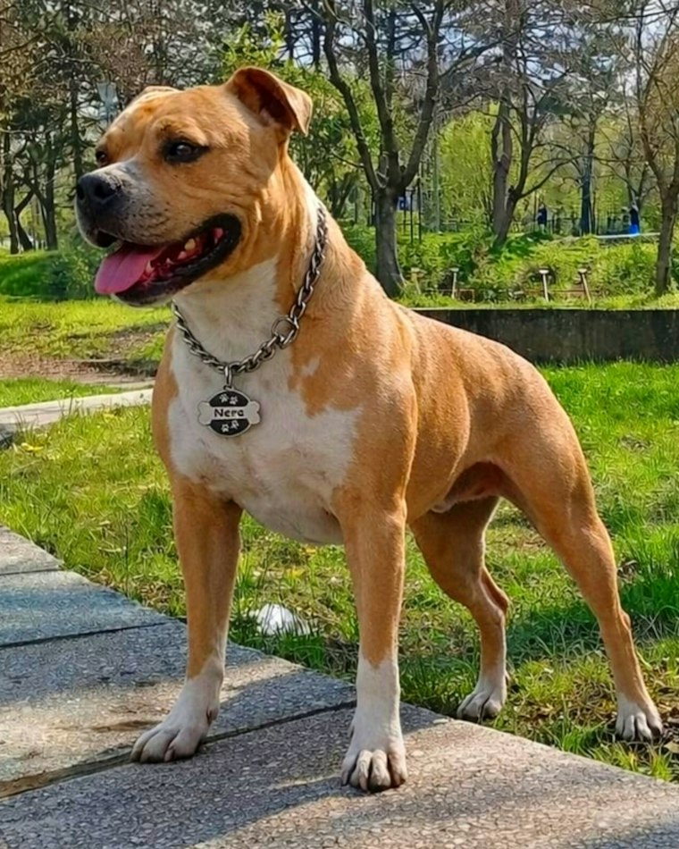 Apollo — red American Bully in show stack
