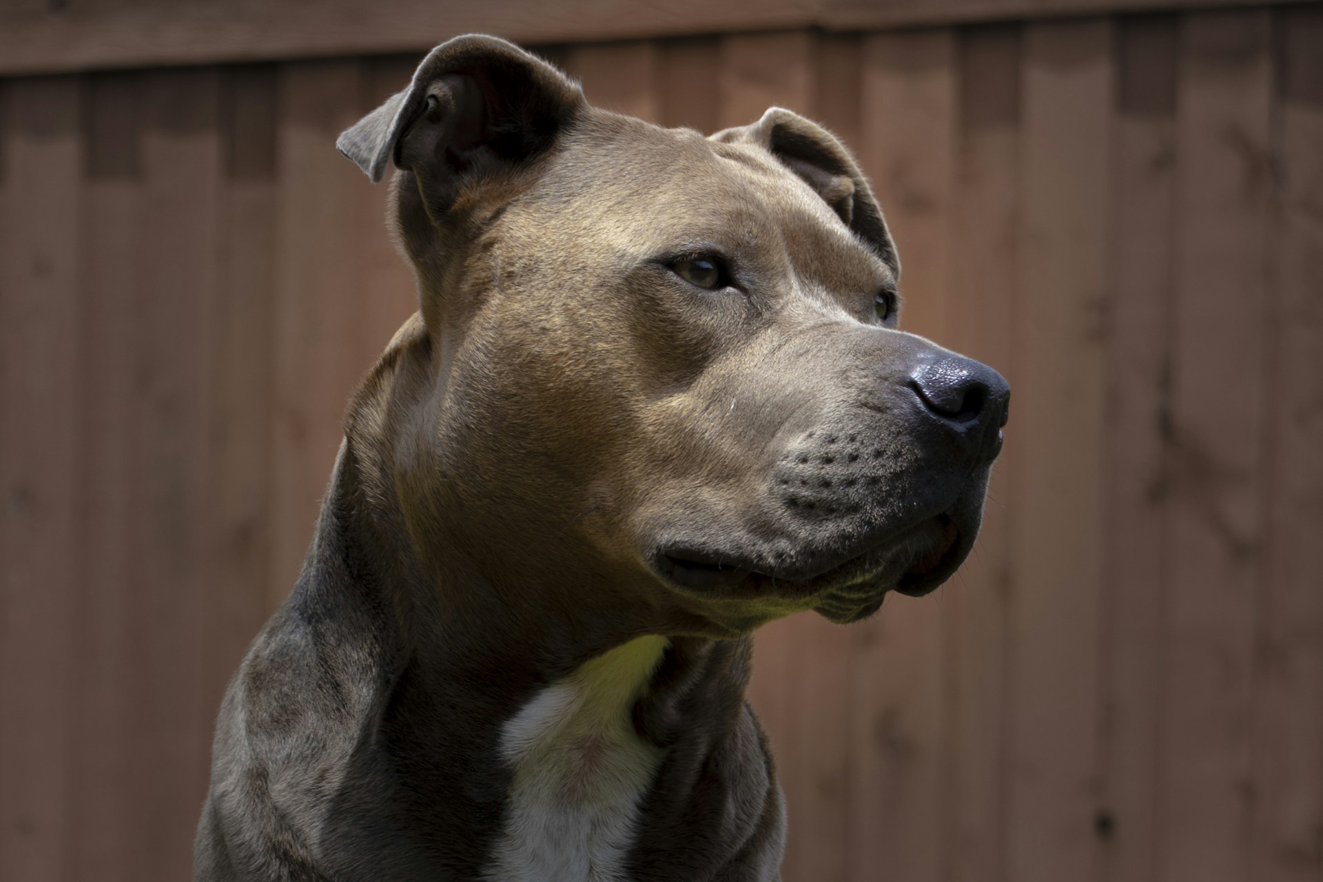 Blue American Bully champion portrait