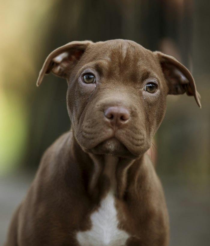 Chocolate American Bully puppy portrait