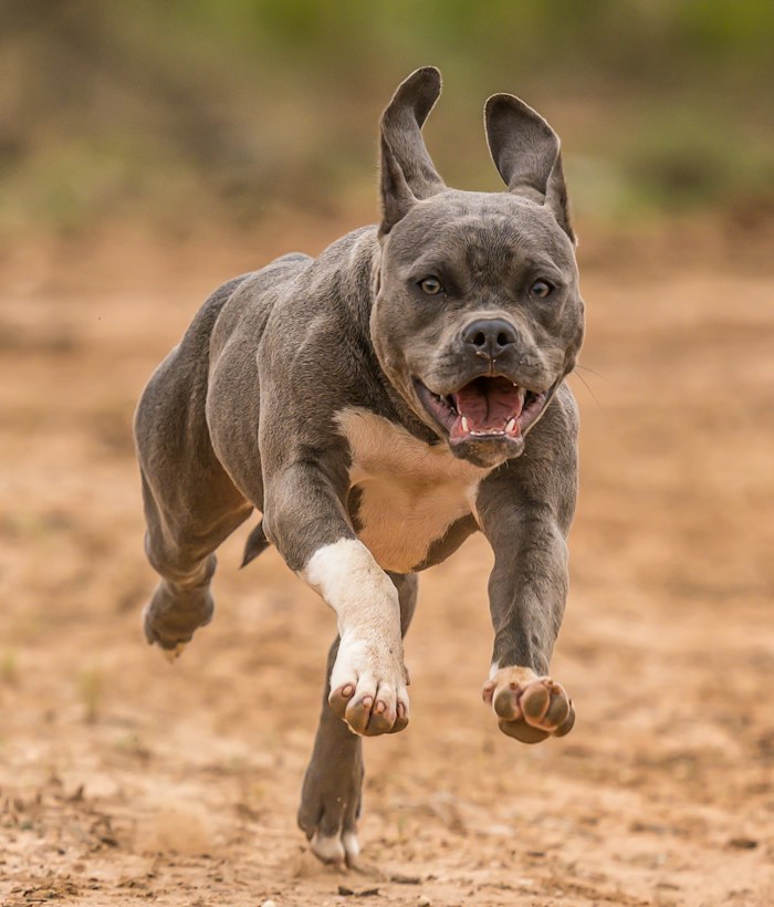 Blue American Bully puppy running